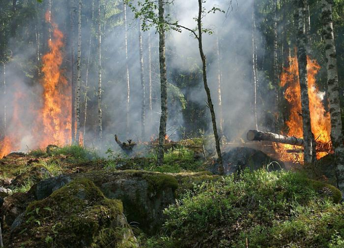 Лесные пожары стали причины смогу в Торонто