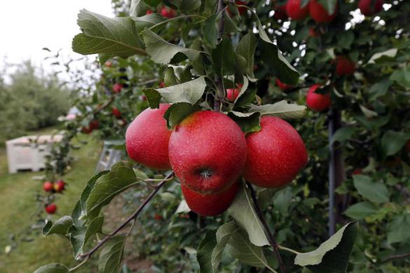 Россия вводит запрет на импорт яблок и томатов из Азербайджана